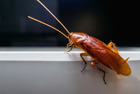Roach Exterminator Albany NY - Capital Pest Removal